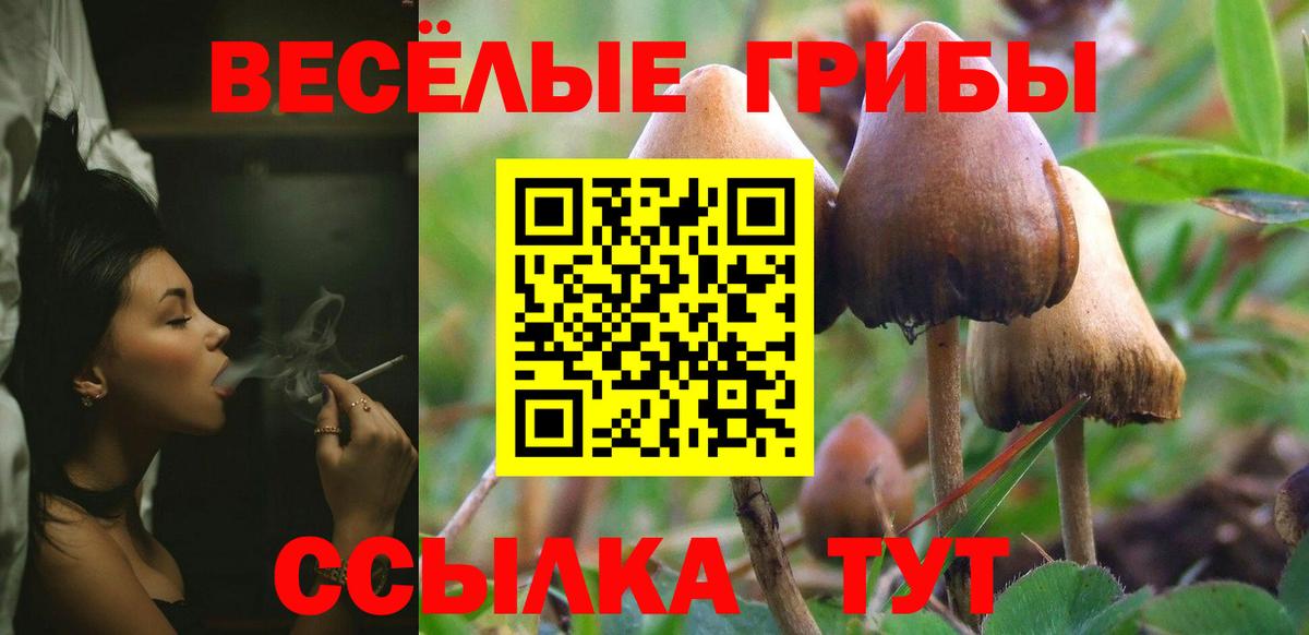 купить  цена  Псилоцибиновые грибы GOLDEN TEACHER  Вход с VPN  Псилоцибиновые грибы MAGIC MUSHROOMS  Кизилюрт 